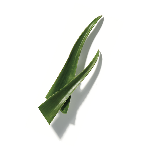 Cupuaçu Butter