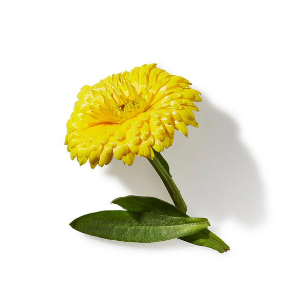 Calendula