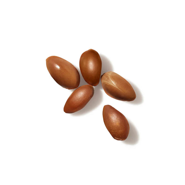 Argan Nut