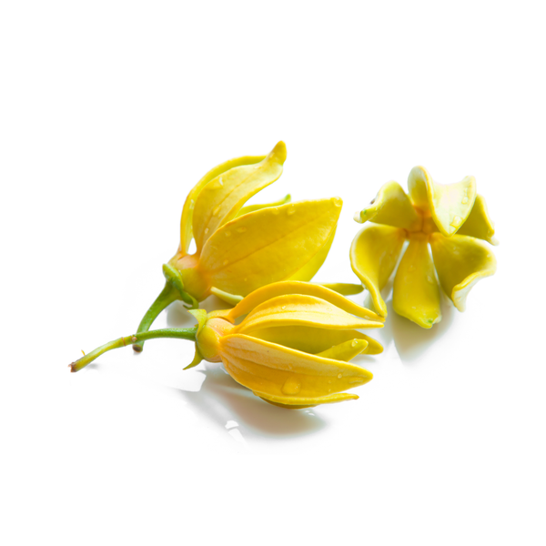 Ylang Ylang