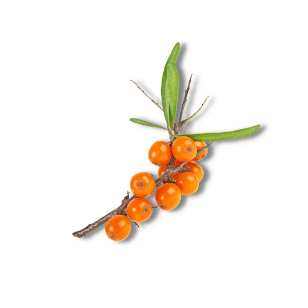Sea Buckthorn